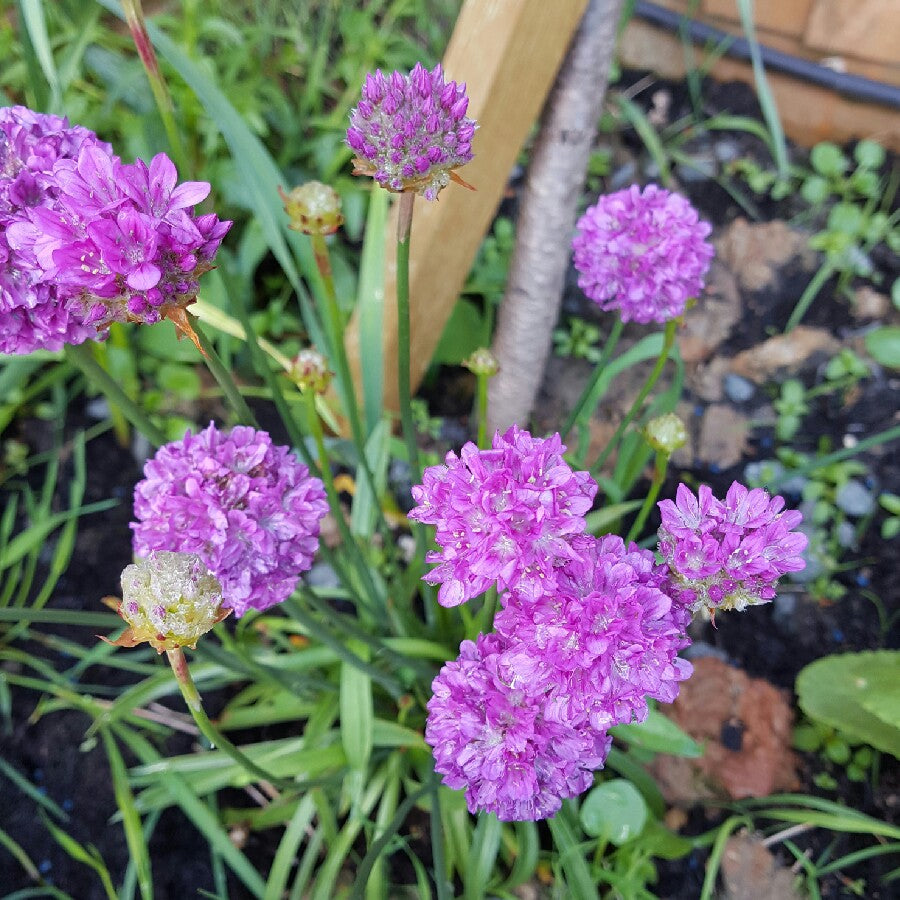 Ballerina Lilac Armeria Pseudarmeria Flower Seeds