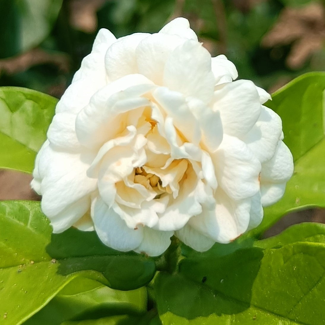 mogra plant seeds Cape Jasmine Flower Seeds for Planting – Heirloom, Non-GMO, Fragrant S – Pure Asia Seeds