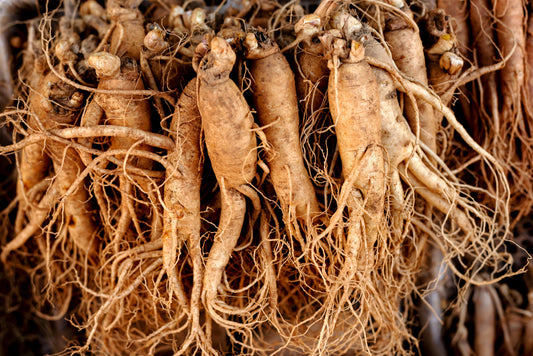 korean garden seeds Asian Korean Ginseng Panax Ginseng Shade Chinese Herb Seeds Organic Garden Seeds – Pure Asia Seeds