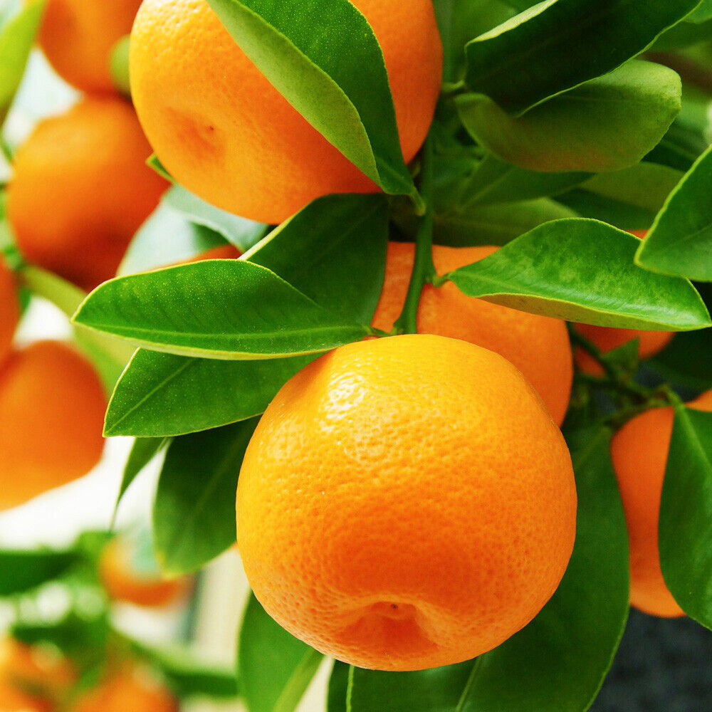 Dwarf Orange Fruit Seeds