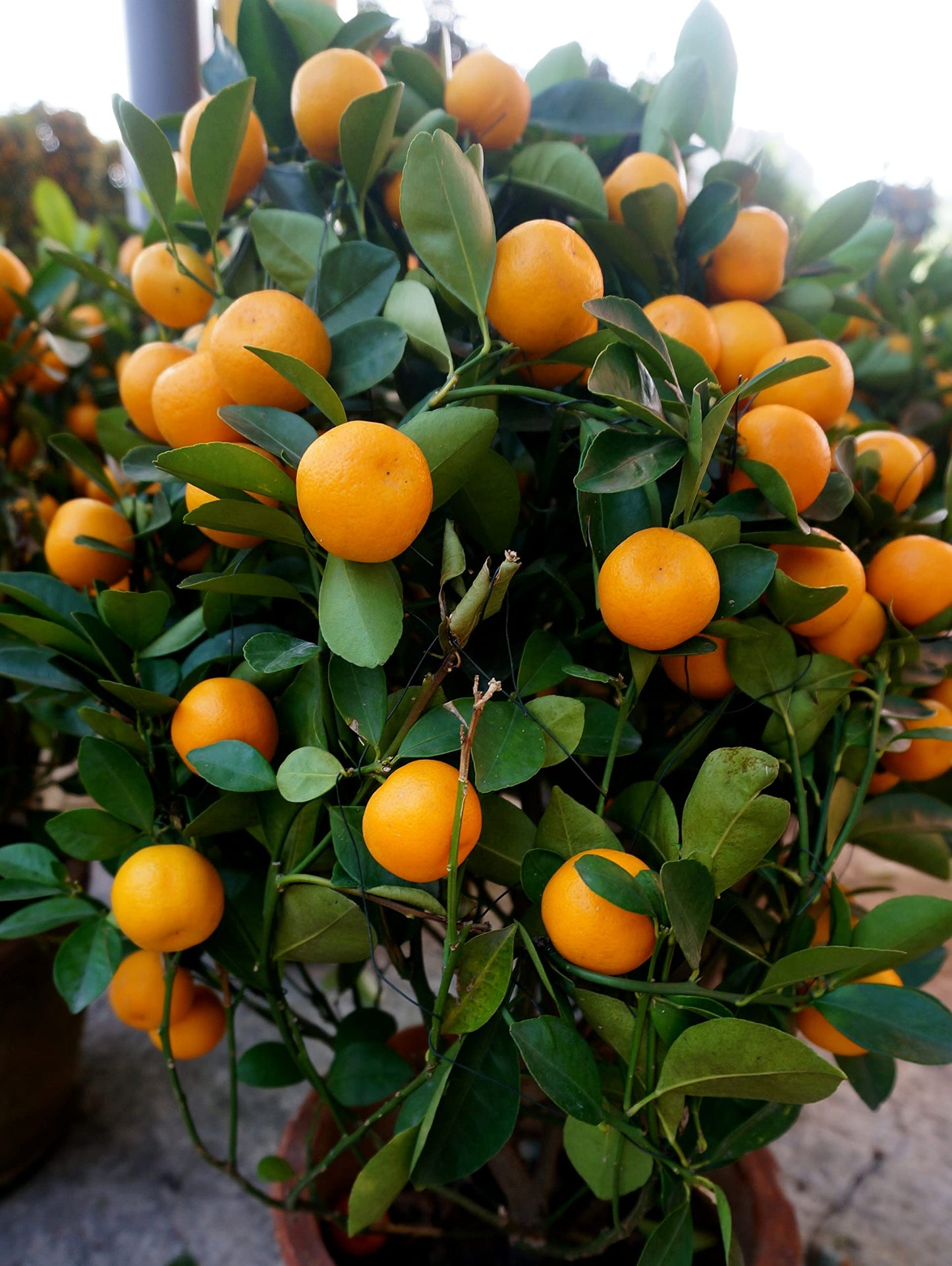 Kumquat Citrus Japonica Orange Fruit Seeds