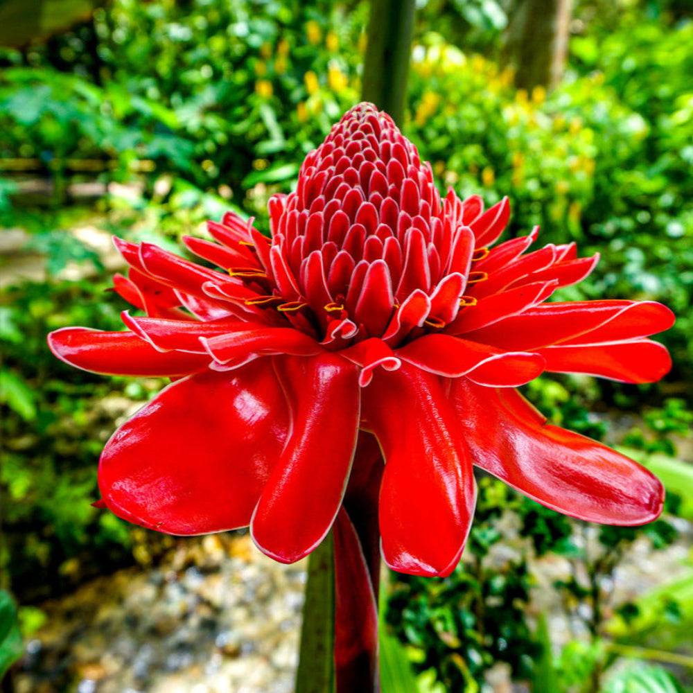 赤いトーチジンジャーの花の種