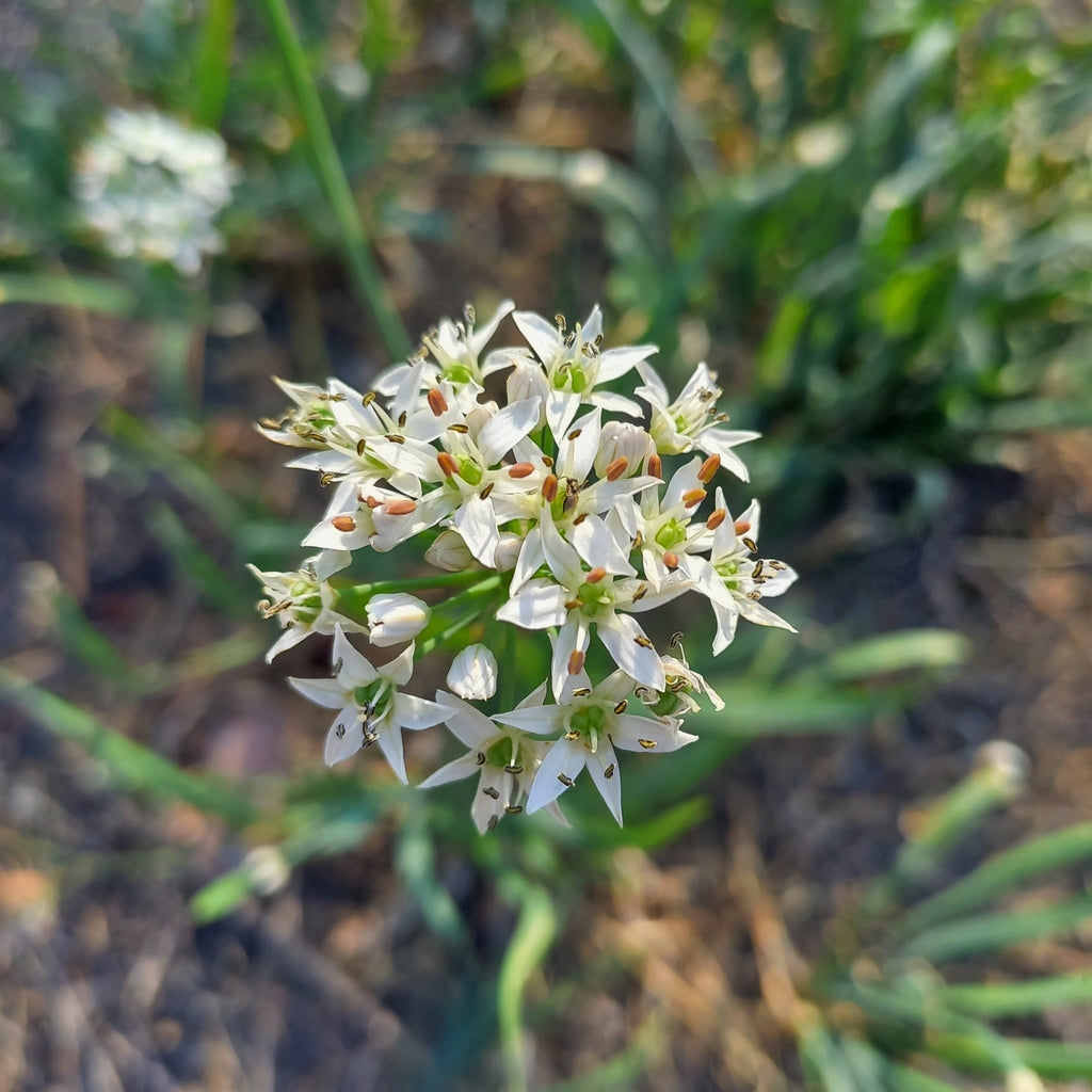 allium plant seeds Allium Ramosum Herb Seeds for Planting – Heirloom, Non-GMO, Easy to Gr – Pure Asia Seeds