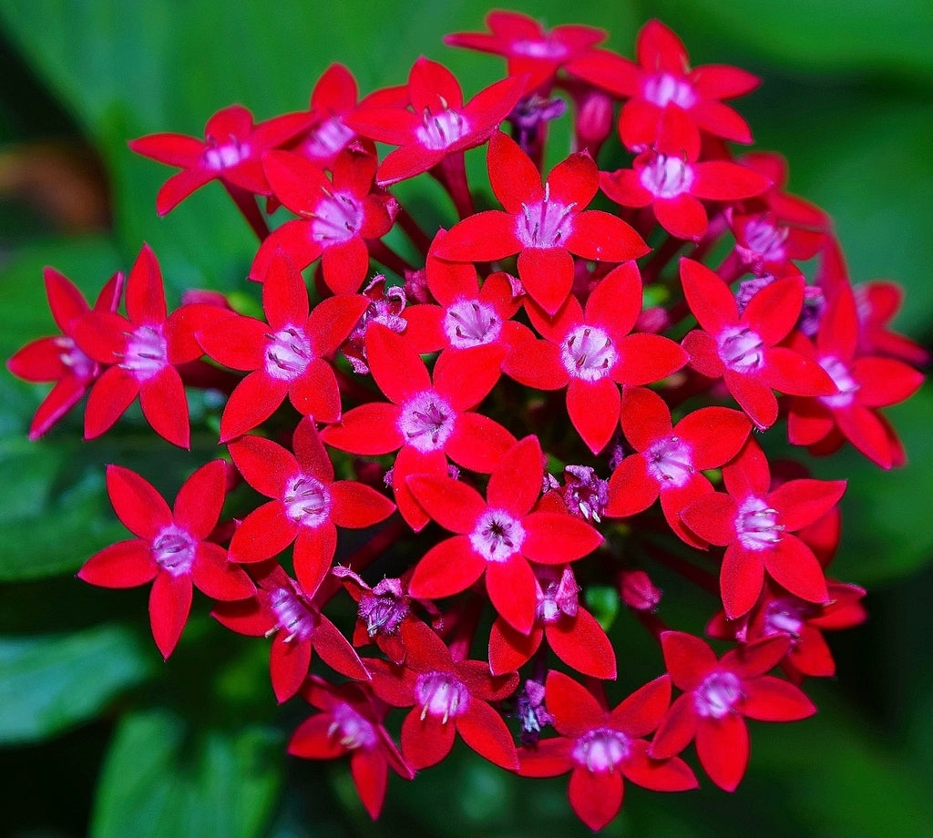 Egyptian Star Cluster Flower Seeds