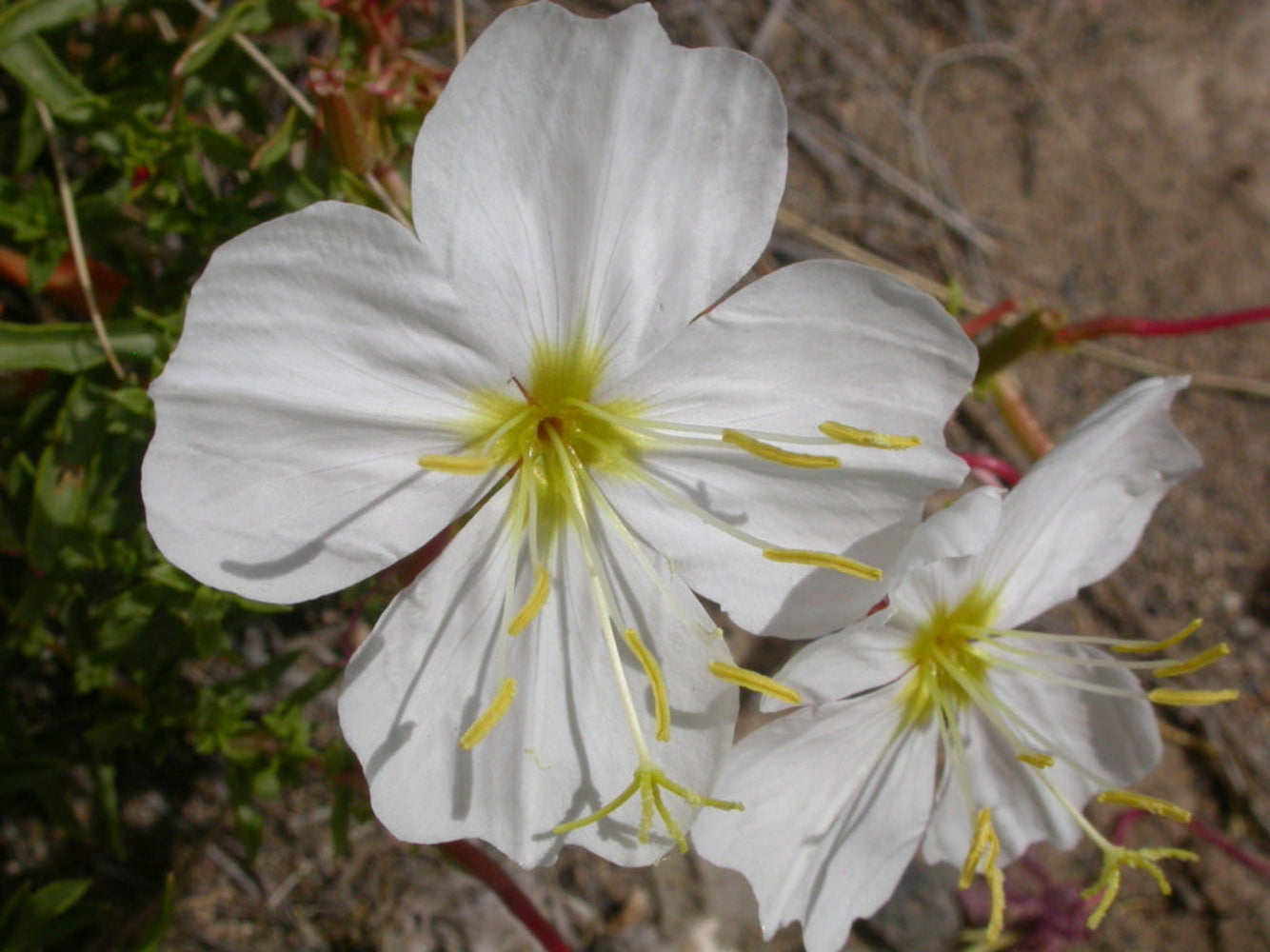 Pale Evening Primrose Flower Seeds