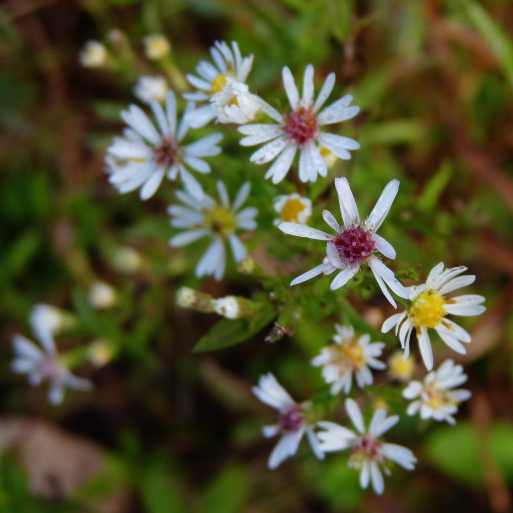 Lady in Black Calico Aster Flower Seeds