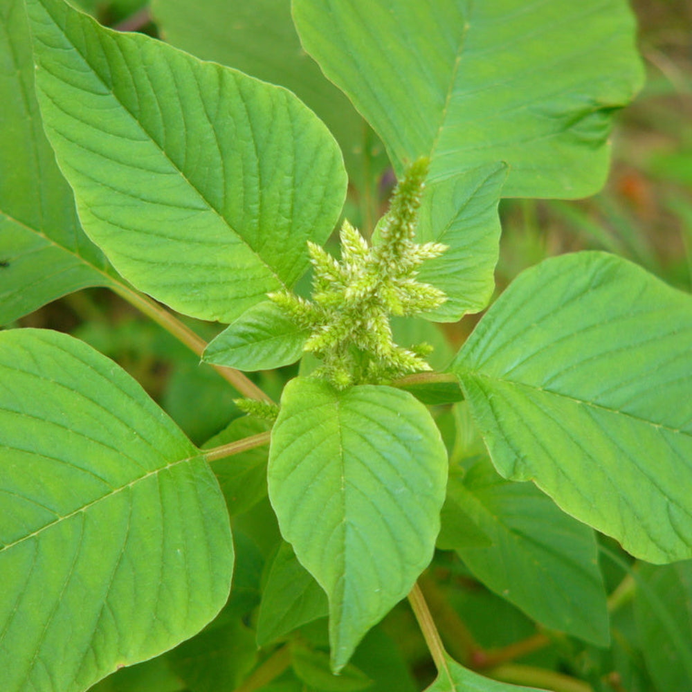 Amaranthus Viridis (Green Amaranth) Seeds - Nutritious Edible Leafy Green