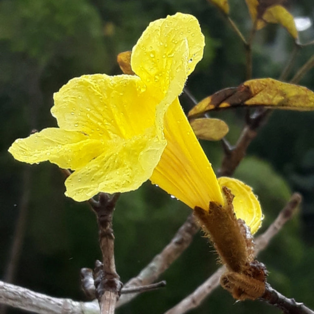 Handroanthus Chrysotrichus Flower Seeds