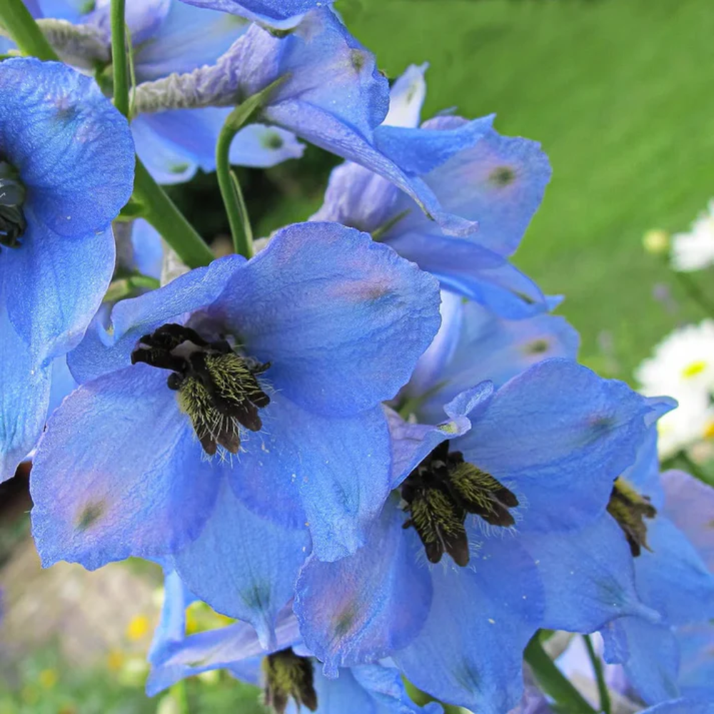 Rocket Larkspur Light Blue Flower Seeds