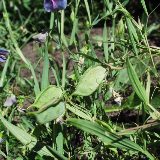 Grass Pea (Lathyrus Sativus) Herb Seeds – Heirloom, Non-GMO, Drought-Tolerant, Annual