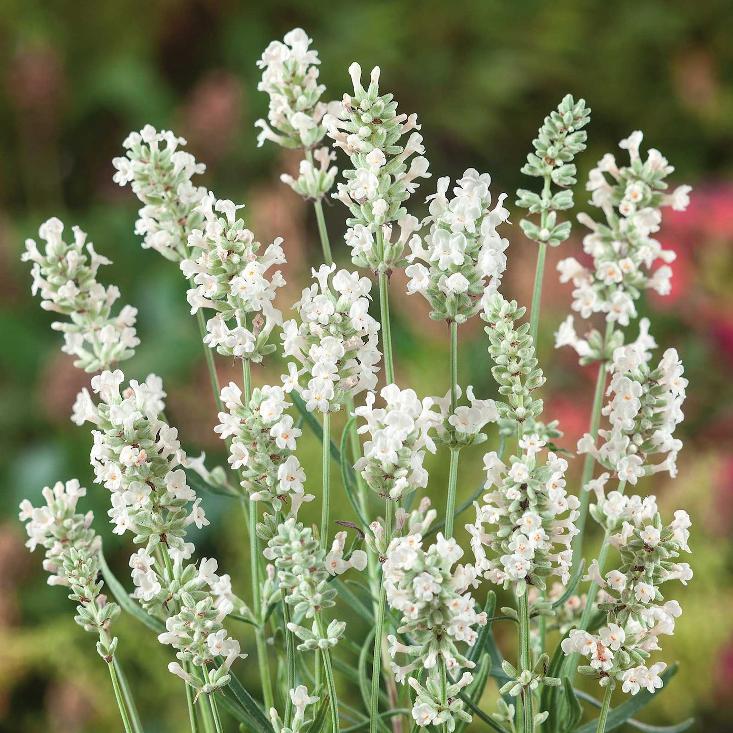 White Lavender (Lavandula angustifolia) - English Lavender Herb Flower Seeds (20 Seeds)