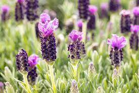 French Lavender (Lavandula Stoechas) aka Butterfly Lavender, Spanish Lavender Herb Seeds