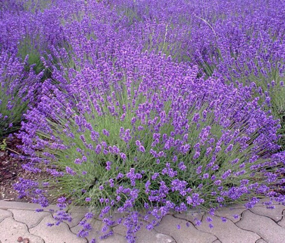 Italian Lavender (Lavandula angustifolia) Lavender Blue Purple Fragrant Flower Herb Seeds