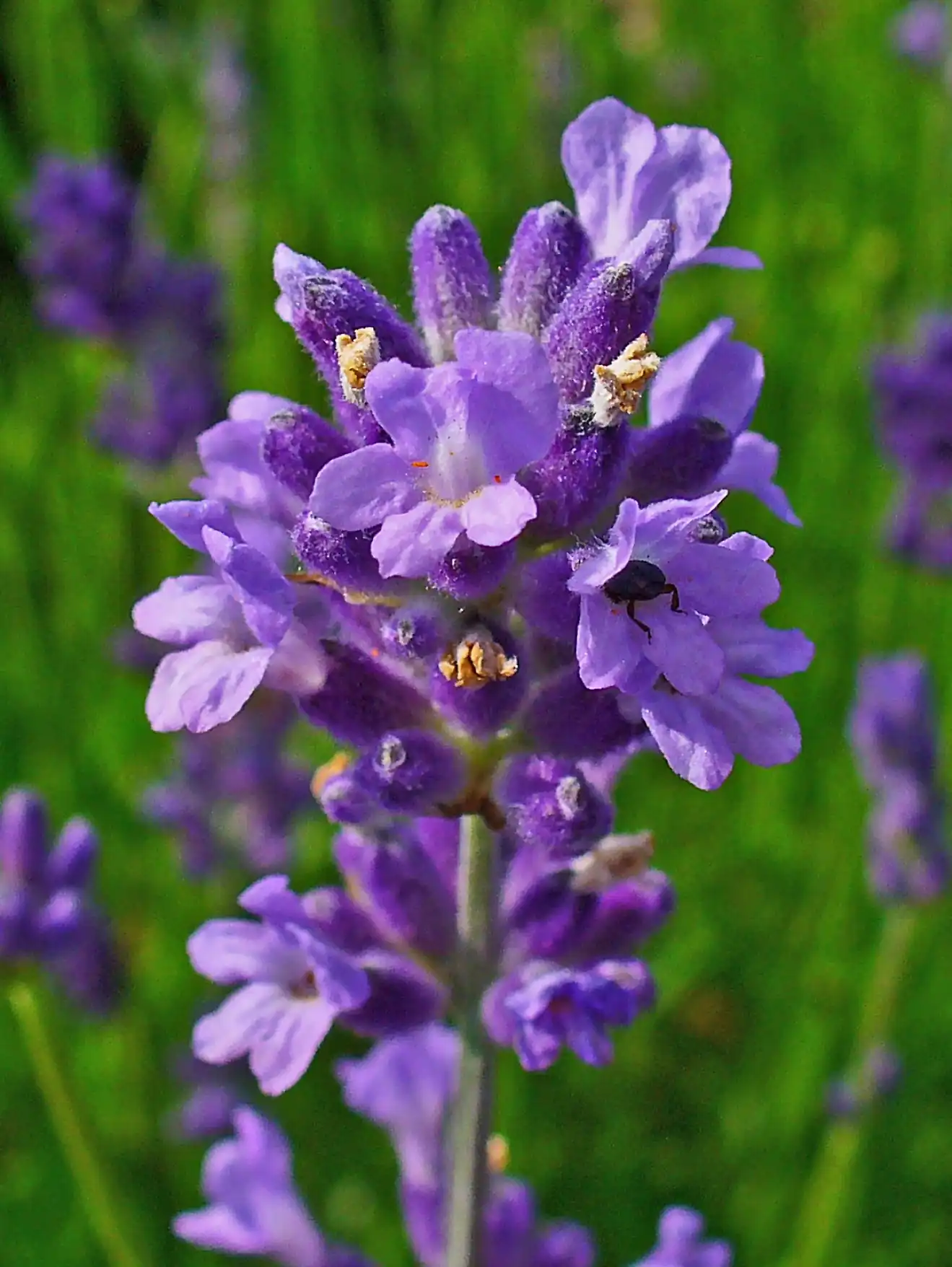 Lavandula Angustifolia Lavender Flower Seeds