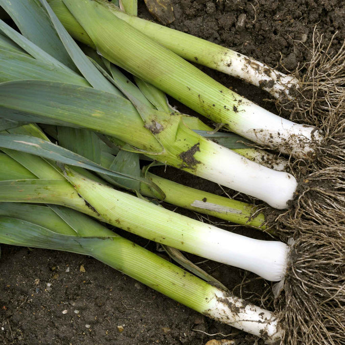 Large American Flag Leek Vegetable Seeds