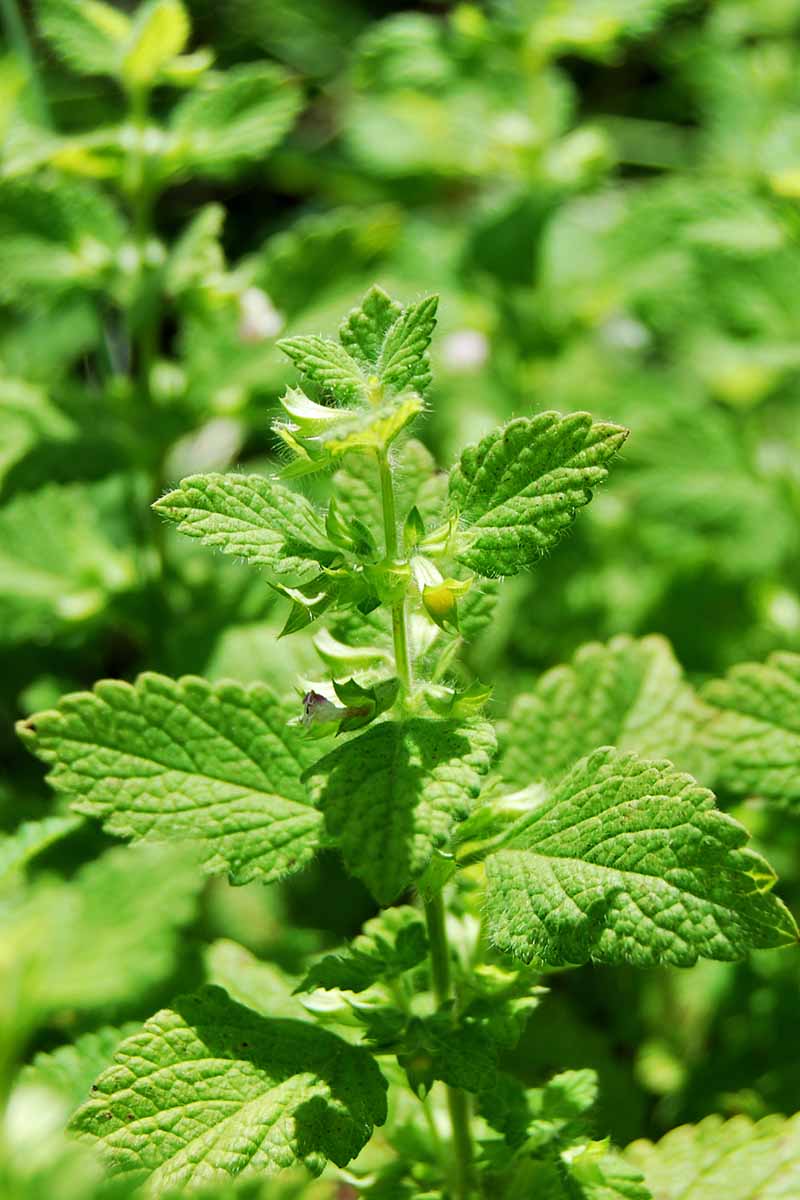 Lemon Balm (Melissa officinalis) Seeds