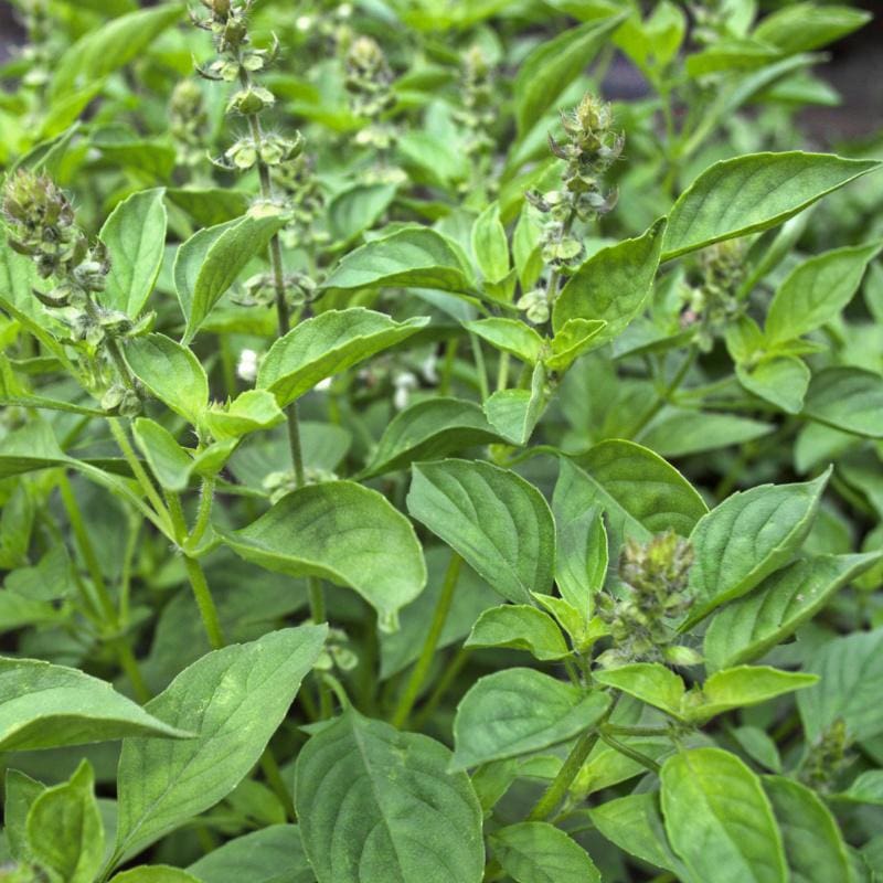 Lemon Basil (Ocimum × citriodorum) Herb Seeds for Planting – Heirloom, Non-GMO, Annual, Aromatic Variety