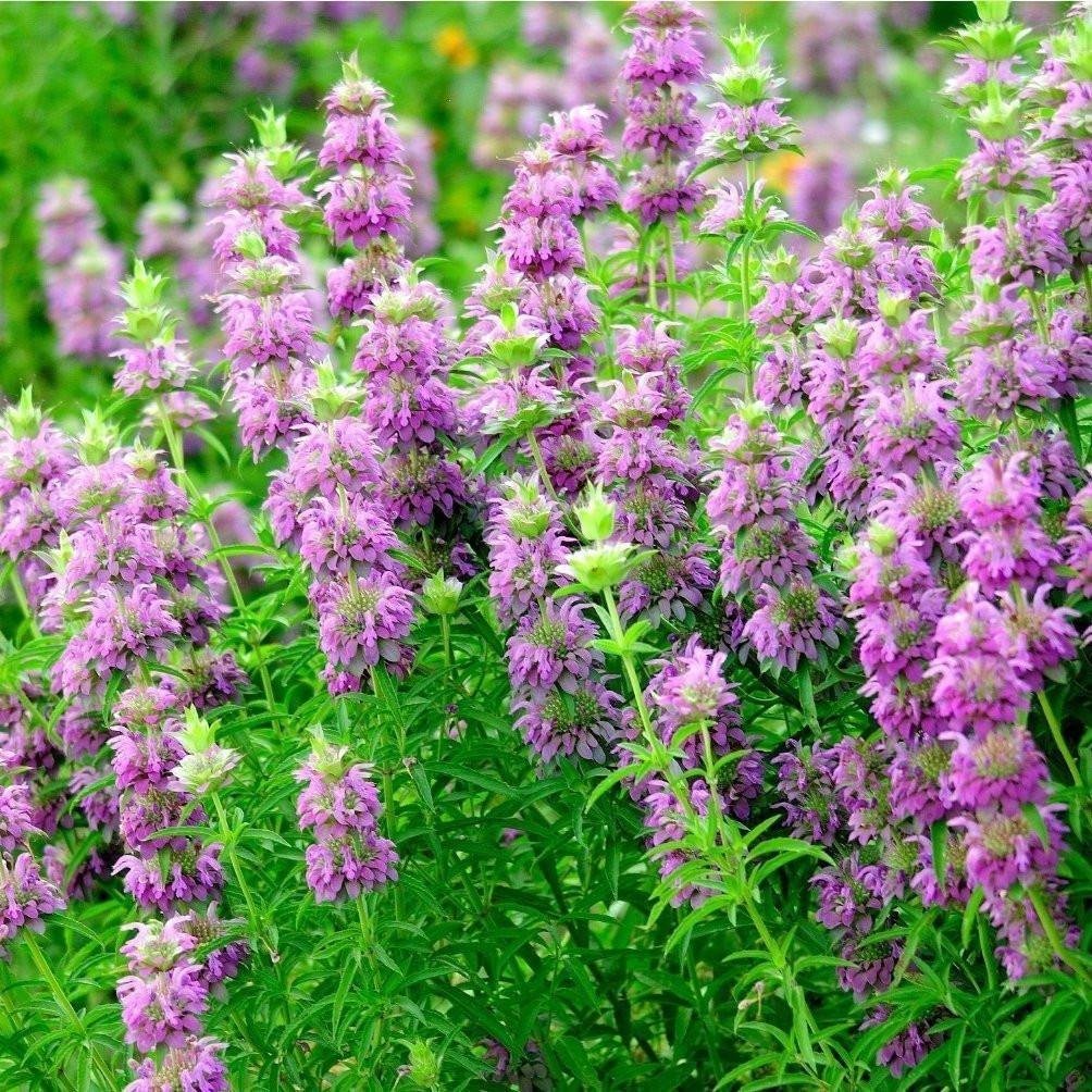 Lemon Mint Plant Seeds for Planting Monarda Citriodora for Bee Gardens