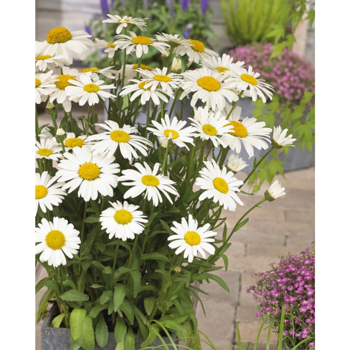 Snow Lady Shasta Daisy Flower Seeds