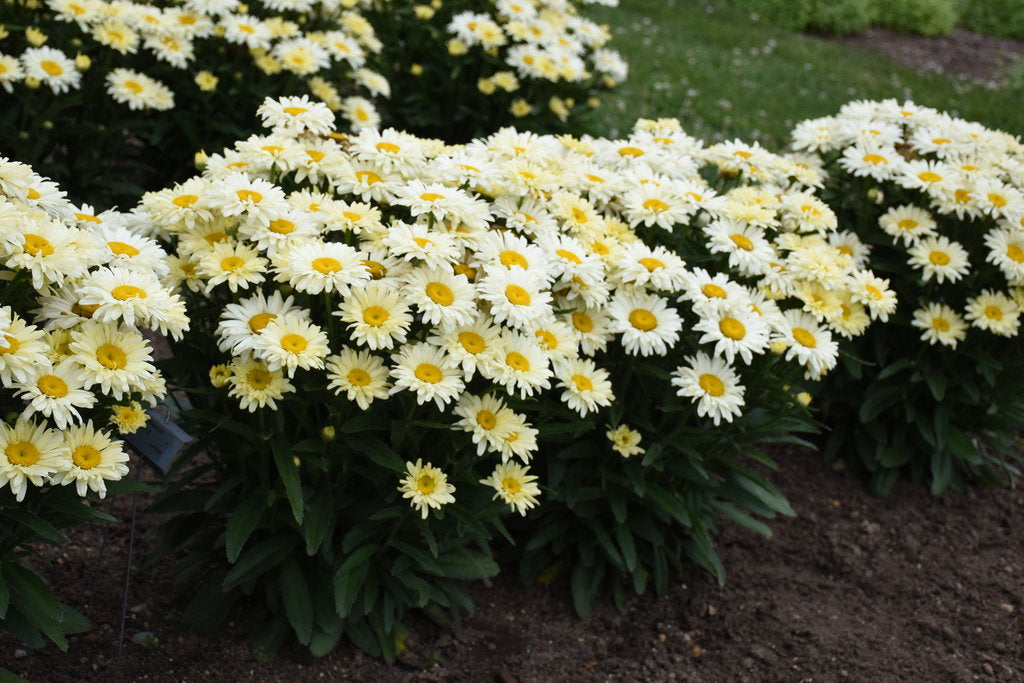Shasta Daisy Flower Seeds