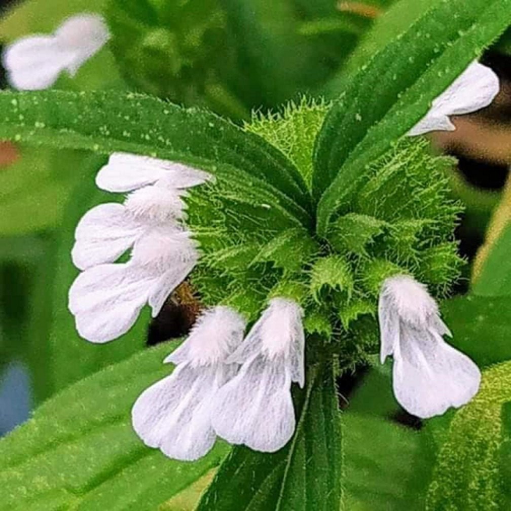 Leucas Aspera Herb Seeds