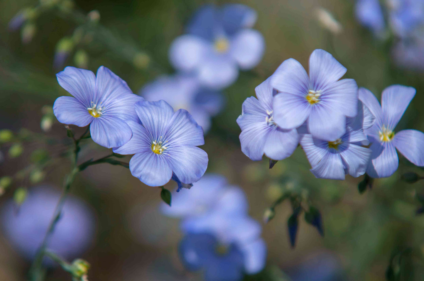 Blue Flax (Linum perenne var. Lewisii) Prairie Flax Flower Seeds