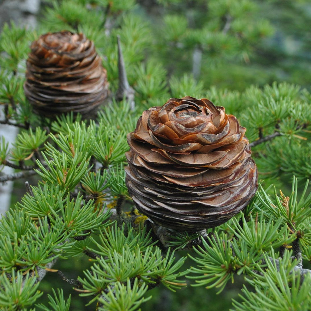 Semi di albero di Cedro del Libano