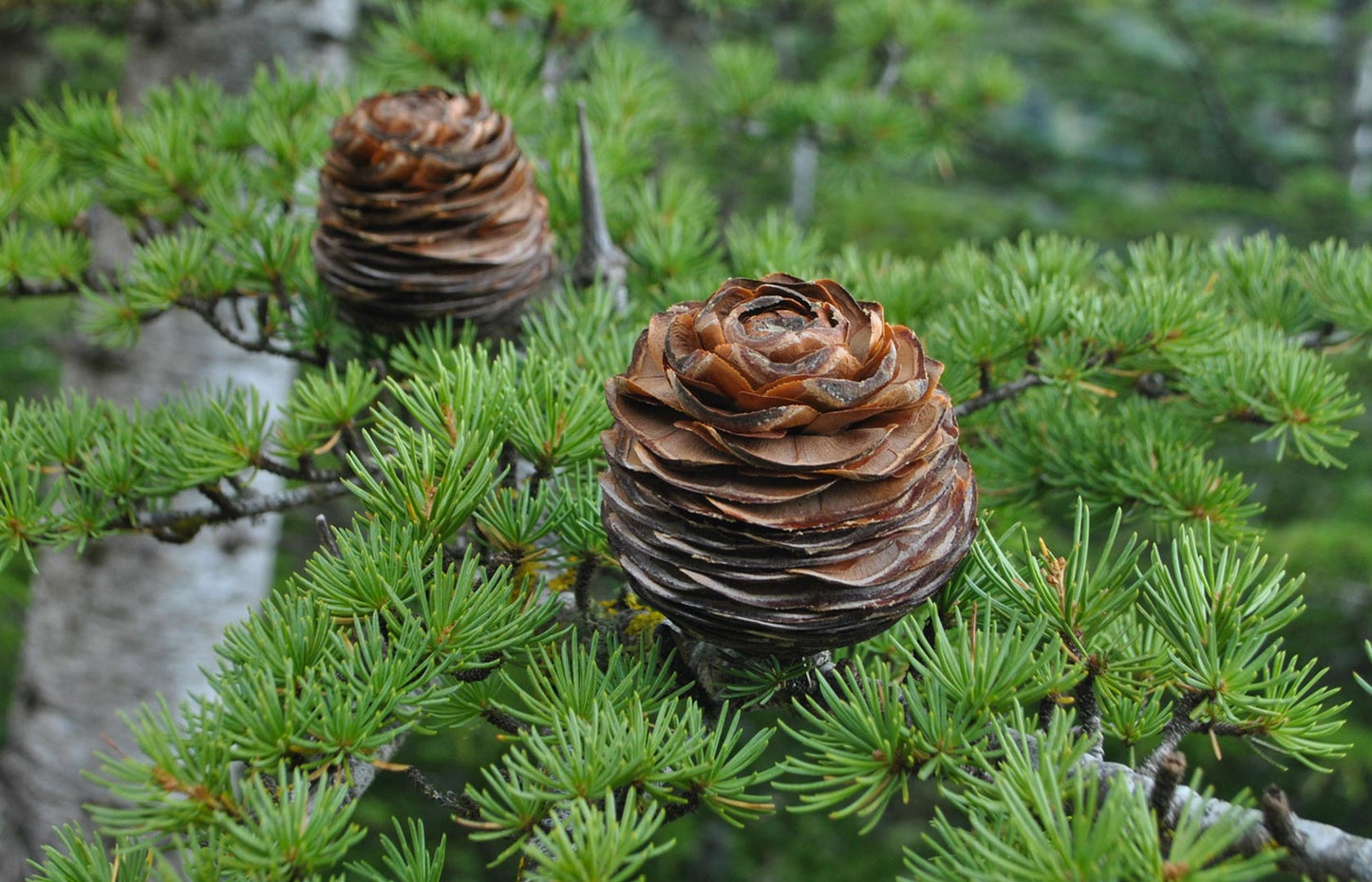 Semi di albero di Cedro del Libano