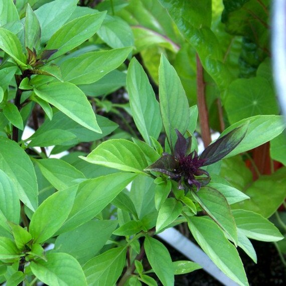 Licorice Basil (Ocimum basilicum) Herb Flower Seeds
