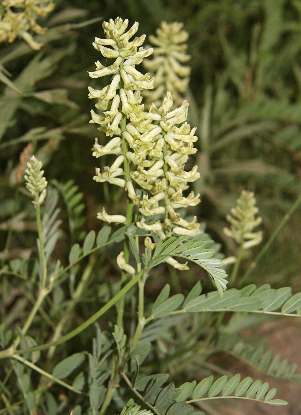 American Licorice (Glycyrrhiza lepidota) aka Wild Licorice Native Herb White Flower Seeds