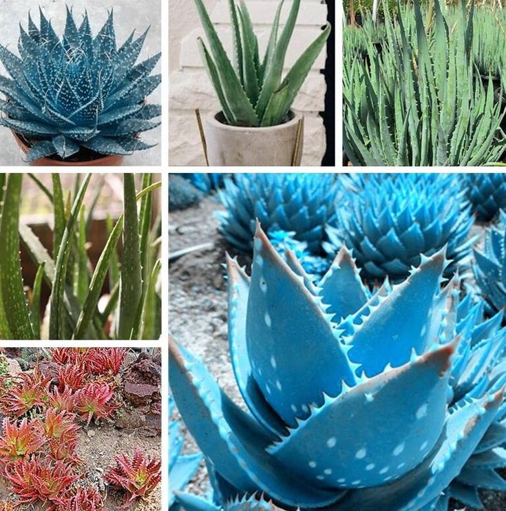 Light Blue Aloe Vera Seeds for Easy Planting