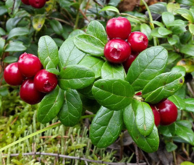 Lingonberry (Vaccinium vitis-idaea) Mountain Cranberry Edible Fruit Dwarf Evergreen Shrub Seeds