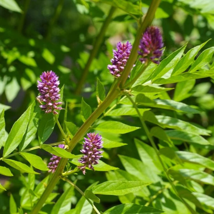plant with liquorice flavoured seeds Licorice Plant (Glycyrrhiza glabra) Seeds for Planting – Heirloom, Non – Pure Asia Seeds