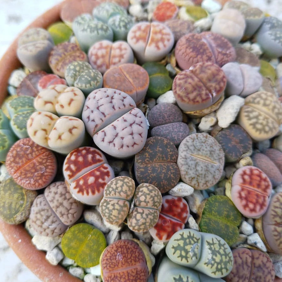 Living Stones Lithops Flower Seeds