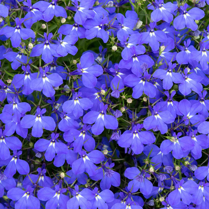 Semillas de flores de lobelia