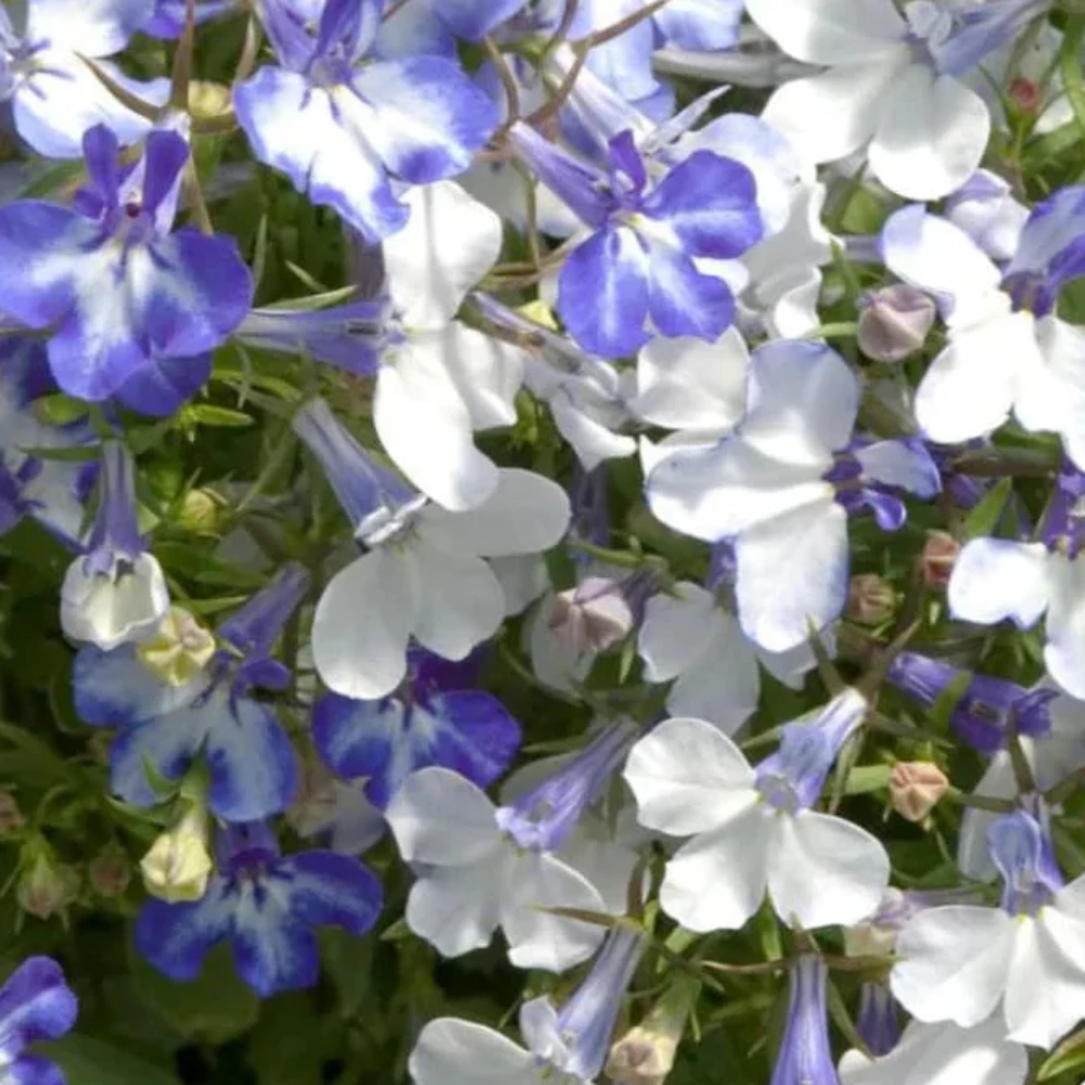 Blue Splash Lobelia Flower Seeds