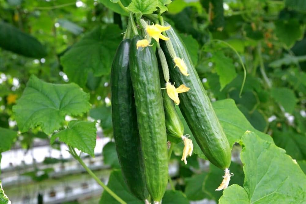 Long Cucumber Cucumis sativus Vegetable Seeds for Planting in Garden and Vegetable Patch