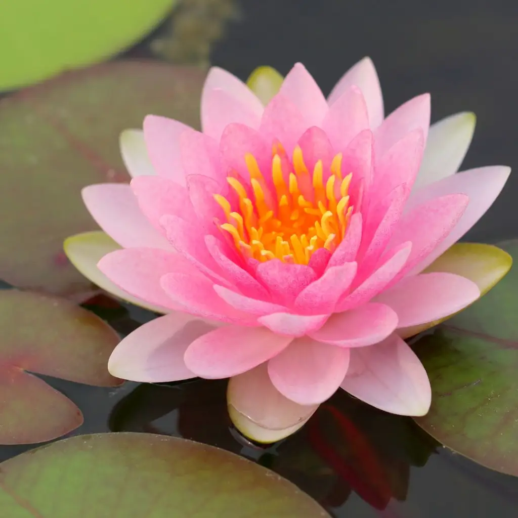 Fragrant Lotus Seeds – Highly Aromatic Aquatic Flower for Serene Garden Ponds