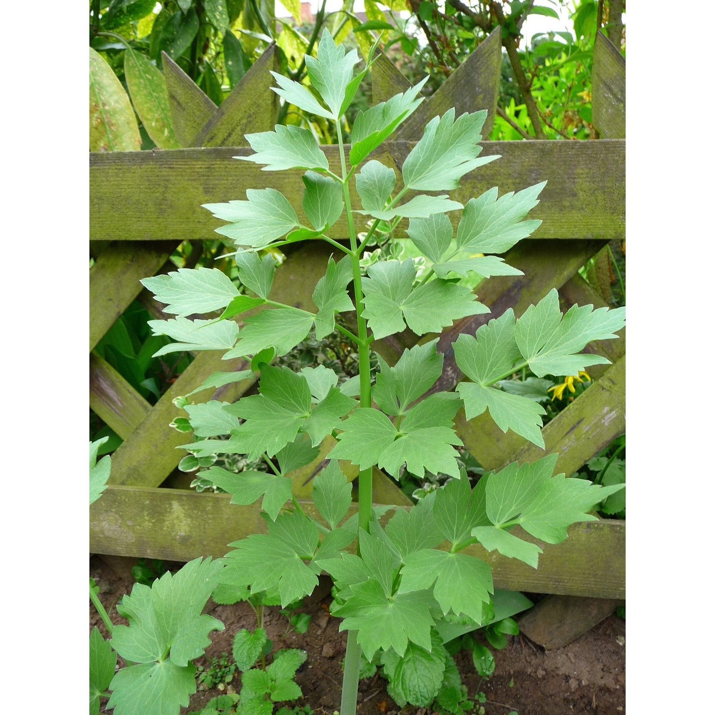 Lovage (Levistucum officinale) Herb Flower Seeds – Flavor Like Celery & Anise