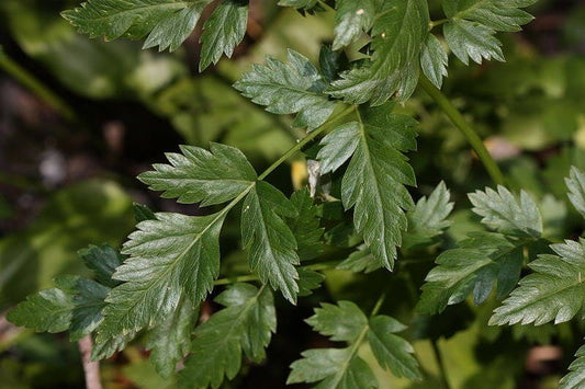 lovage plant seeds Lovage Levistucum Officinale Herb Flower Seeds – Flavor Like Celery & Anise  Organic Garden Seeds – Pure Asia Seeds