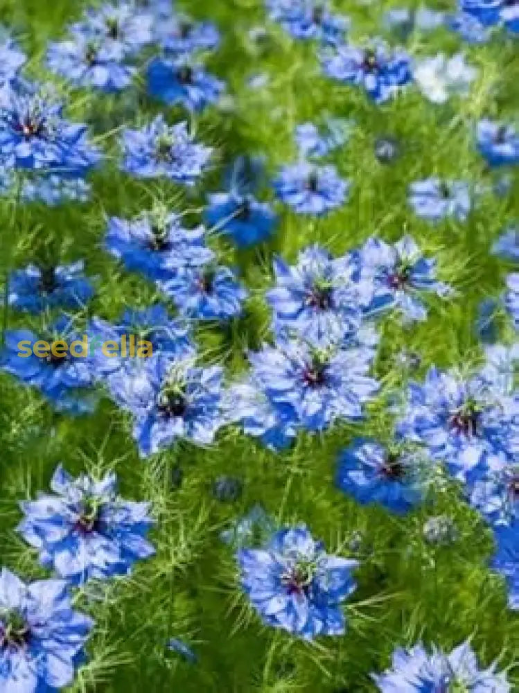 Love-In-A-Mist Flower Seeds For Planting Nigella Damascena