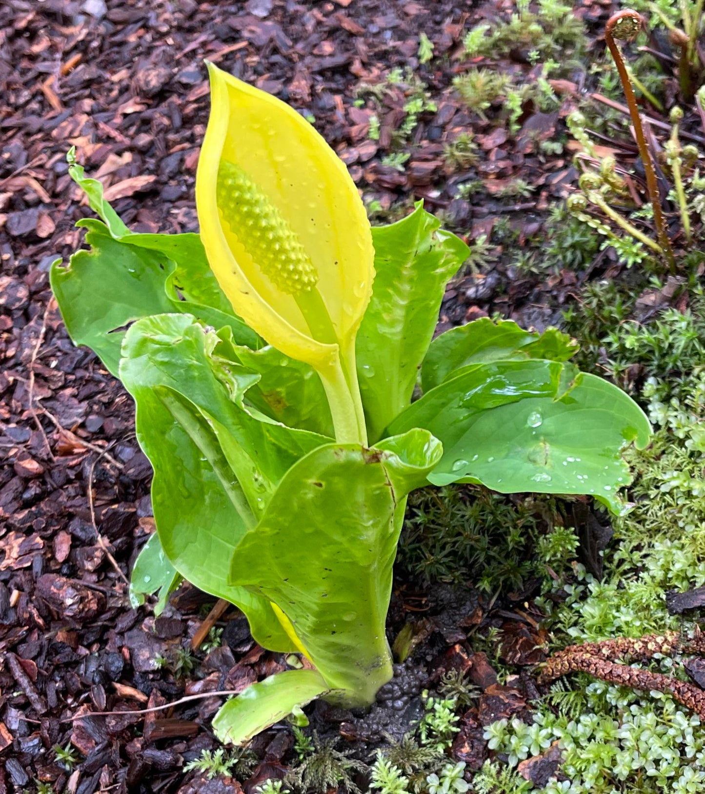 Skunk Cabbage Flower Seeds (Lysichiton Americanus)