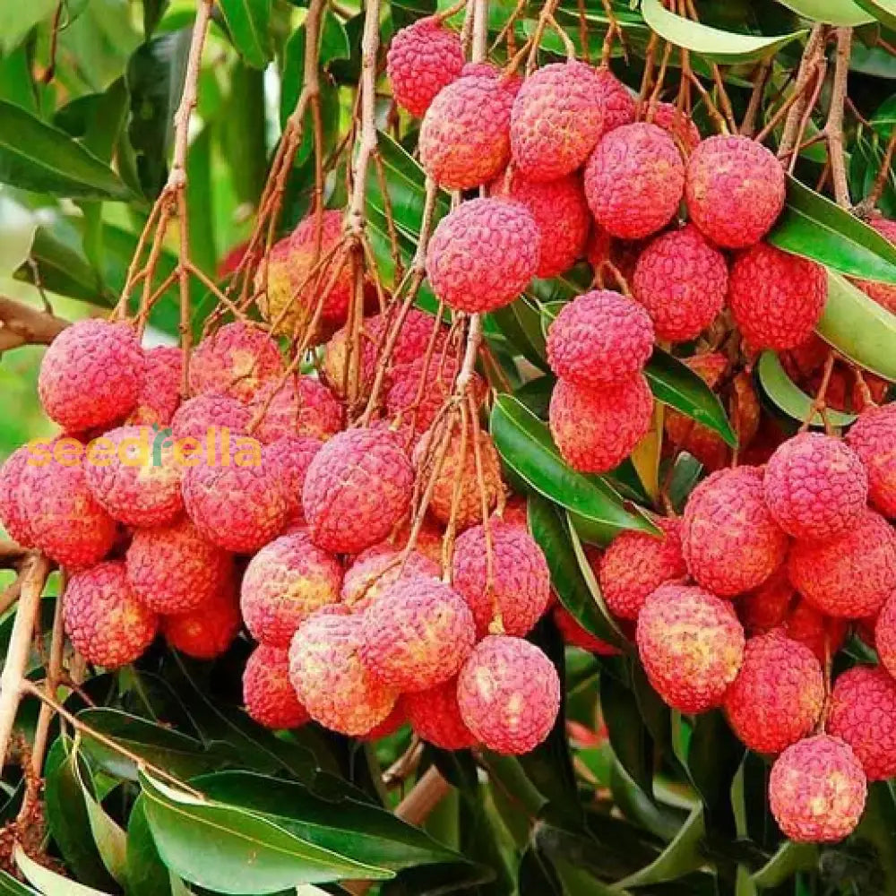 Litschi-Fruchtsamen für einfaches Pflanzen Bio-Gartensamen – Pure Asia Seeds