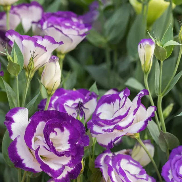 Semillas de flores de genciana de pradera de lisianthus