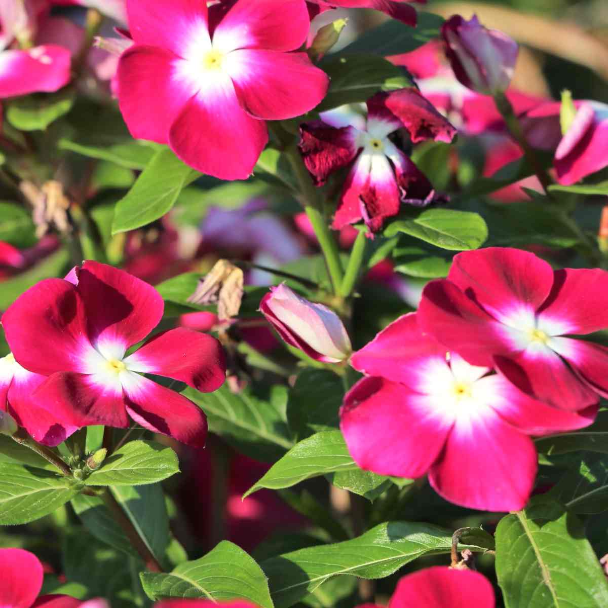 Pink Rosy Periwinkle Flower Seeds