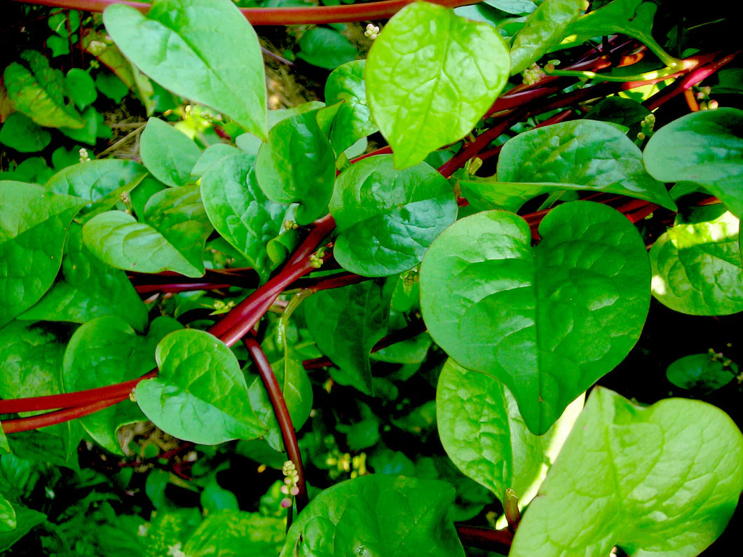 Red Stem Spinach (Beta vulgaris) Herb Seeds for Planting – Heirloom, Non-GMO, Leafy Green, Easy to Grow