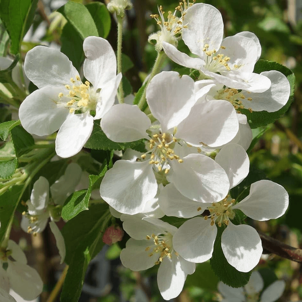 Malus Flower seeds for Planting Low Maintenance Heirloom & GMO Free Seeds for Home Garden
Sale for planting in home garden