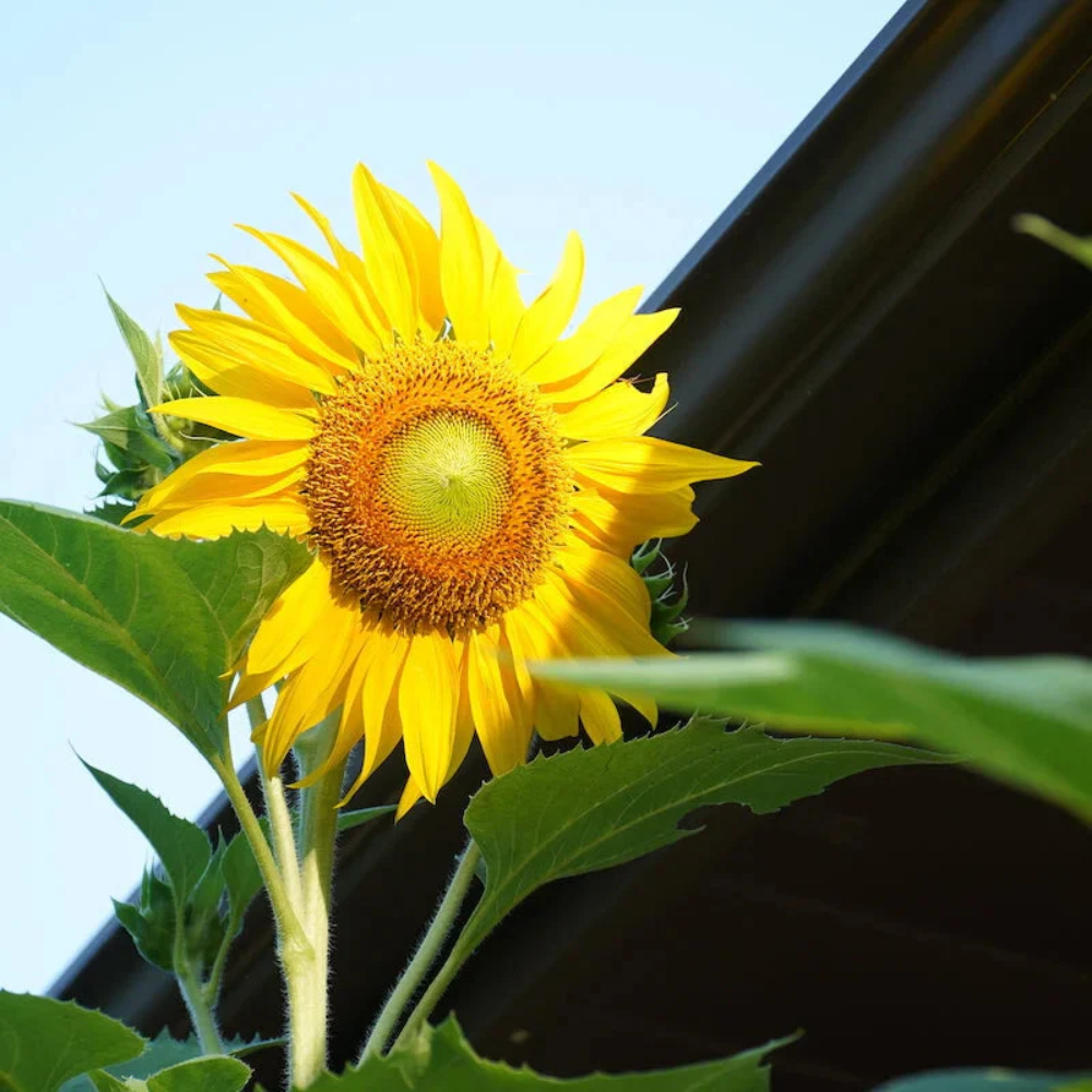 Semillas de girasol enano de rayas grises