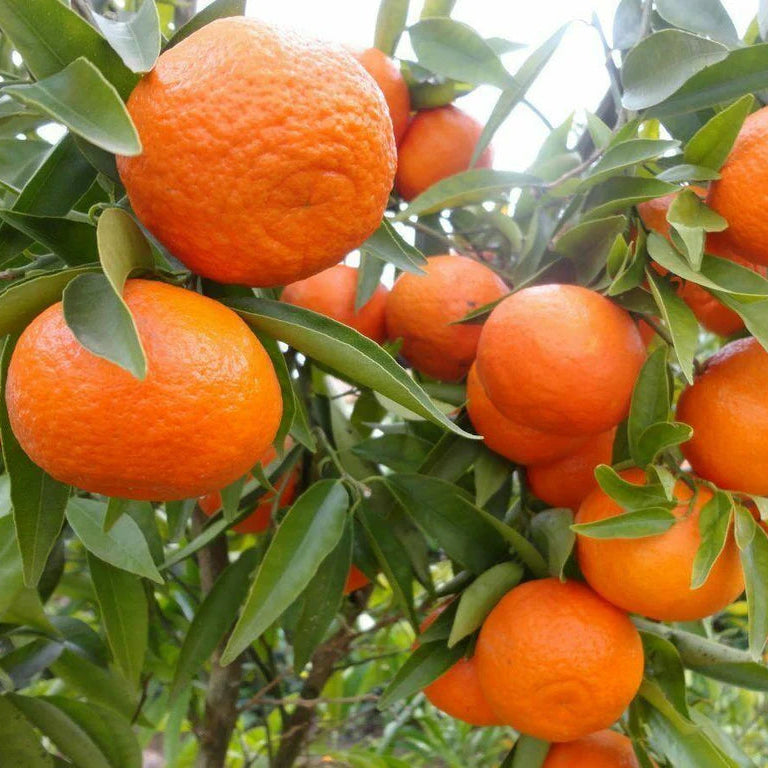 Graines de fruit d'orange mandarine