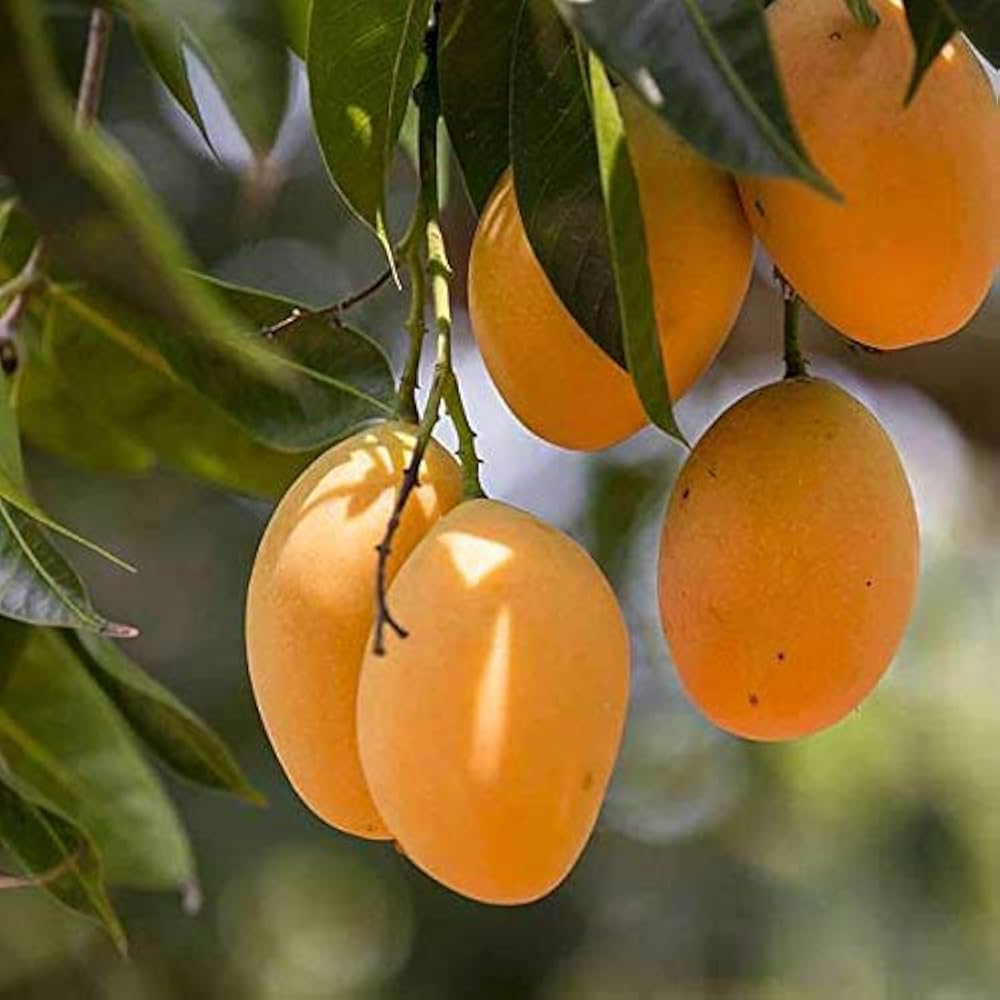 Mango Mangifera indica Fruit Seeds for Planting for Tropical Garden